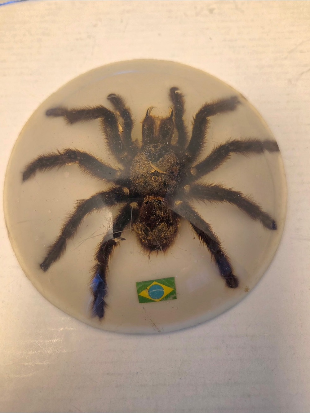 VINTAGE TAXIDERMY TARANTULA PAPERWEIGHT ACRYLIC DOME SPIDER ARACHNID COLLECTIBLE